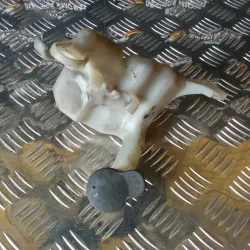 BOTE DE EXPANSION NEOS 2017